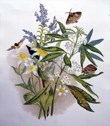 Azul da Tasmânia Speedwell e Clematis Anão
