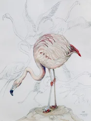Flamingo (lápis e wc no papel)