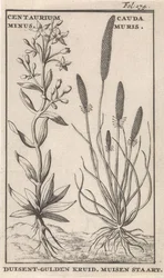Centáurea-menor e cauda-de-rato. Centaurium Minus. Cauda Muris. Centáurea-menor. Cauda-de-rato (título no objeto)