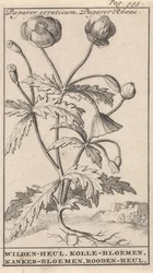 Papoila
Papaver erraticum, Papaver Rhoeas / Wilden heul. Flores Kolle. Flores de cancro. Rooden-heul (título sobre o objecto)