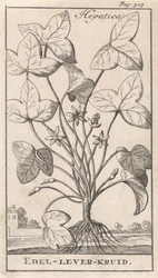 erva de fígado Hepetica / Noble-Liver-Herb (título no objeto)