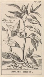 tempero de pêssego Persicaria Maculosa / Persik Herb (título no objeto)