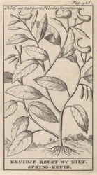 erva de primavera Noli me tangere, Herba Impatiens / Kruidje não me comove. Erva de primavera (título no objeto)