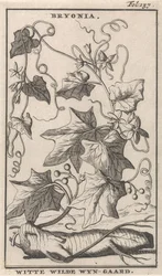 Videira de sebe branca
Bryonia / White wild vine (título sobre o objecto)