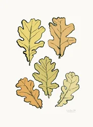 Folhas de carvalho no outono