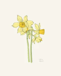 Narcisos amarelos brilhantes