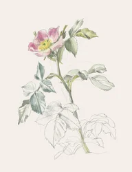 Rosa selvagem em tons delicados de rosa
