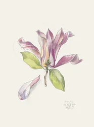 Magnólia em aquarela rosa