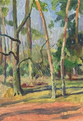 Caminho na floresta banhado pelo sol