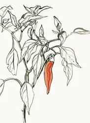Desenho de um pimentão colorido