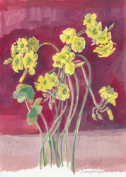 Oxalis Amarelo Vibrante