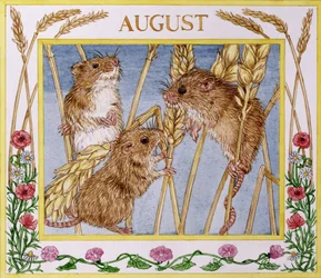 Agosto (wc no papel)