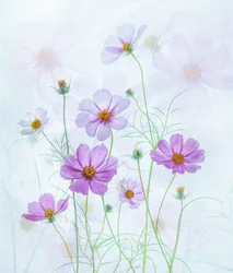 Cosmos Rosa de Sonho