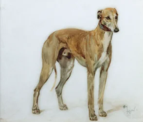 Um galgo da jovem corça, 1897