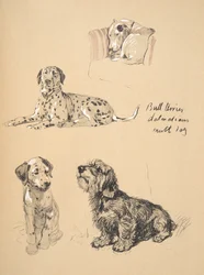 Bull Terrier, Dálmatas e Dog Mutt, 1930, ilustrações de seu caderno de desenho usado para apenas entre amigos, Aldin, Cecil Charles Windsor (1870-1935), mais tarde publicado pela Eyre e Spottiswoode Limited,