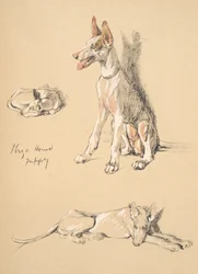 Cachorro Ibiza Hound, 1930, ilustrações de seu caderno de desenho usado para apenas entre amigos, Aldin, Cecil Charles Windsor (1870-1935), mais tarde publicado pela Eyre e Spottiswoode Limited, 1934, giz e Ch