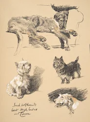 Wolfhound irlandês, West Highlander e Cairn, 1930, ilustrações de seu caderno de desenho usado para &39;Só entre amigos&39;, Aldin, Cecil Charles Windsor (1870-1935), mais tarde publicado pela Eyre e Spottiswoode L