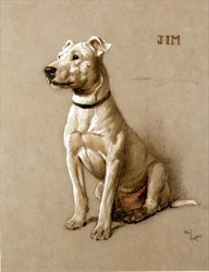 Jim, um Bull Terrier (giz sobre papel cinzento)