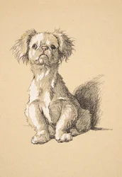 Peke, 1930, ilustrações de seu livro de desenho usado para apenas entre amigos, Aldin, Cecil Charles Windsor (1870-1935), mais tarde publicado pela Eyre e Spottiswoode Limited, 1934, giz e carvão em pape