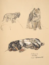 Pekinese, Chow and Spaniel, 1930, ilustrações de seu livro de esboço usado para apenas entre amigos, Aldin, Cecil Charles Windsor (1870-1935), mais tarde publicado pela Eyre e Spottiswoode Limited, 1934, Chal