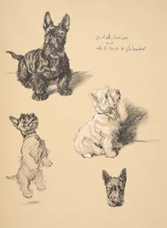 Scotch Terrier e White West Highlander, 1930, ilustrações de seu caderno de esboços usado apenas entre amigos, Aldin, Cecil Charles Windsor (1870-1935), publicado mais tarde por Eyre e Spottiswoode limite