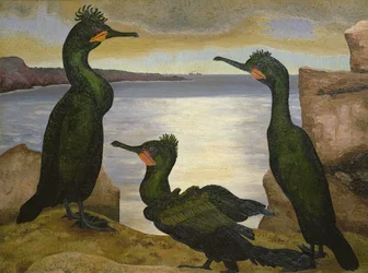 Corvos-marinhos-de-crista