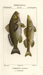 Tambor Shi, Umbrina cirrosa 1 e cingle, zingel, Zingel zingel 2