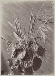 Estudo de flores com folhas e espinhos