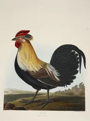 Galo, Phasianus, de «Uma seleção de aves britânicas», publicado em 1835
