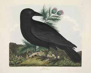 Corvo, Corvus Corai, de 