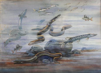 Sea Fish, c.1907 (aguarela)