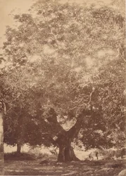 Floresta.