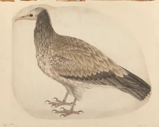 Abutre egípcio