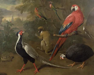 Faisão, arara, macaco, papagaios e tartaruga