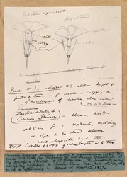 Esboço autógrafo das flores dimórficas da prímula, 1861