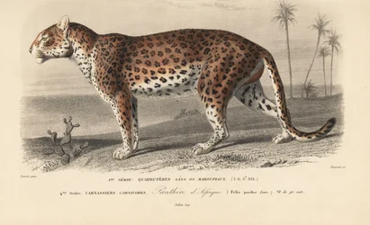 Leopardo, do "Dictionnaire Universel d