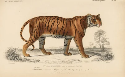 Tigre real, do "Dictionnaire Universel d