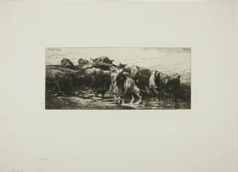 Vacas bebendo do rio