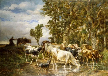Rebanho de vacas em uma piscina,