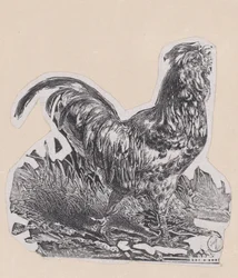 O Galo, c. 1853.