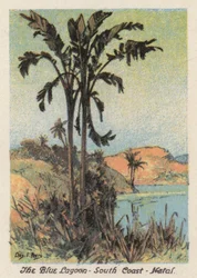 África do Sul: A Lagoa Azul, Costa Sul, Natal (litografia a cores)