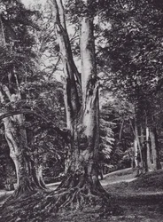 Um Glade in Knole Park (foto a p/b)