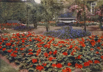 Geranium Paul Crampel e Outras Flores de Verão (foto a cores)