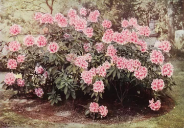 Rhododendron Pink Pearl, em "The Heights", Witley, a Residência da Sra. Farnham (foto a cores)