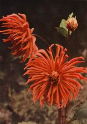 A Cactus Dahlia "Brisbane" (foto a cores)