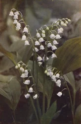 Flores silvestres: Lírio do Vale (foto colorida)