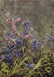 Flores silvestres: Milkwort (foto colorida)