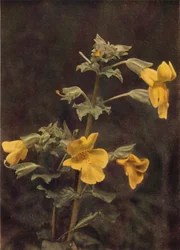 Flores silvestres: Flor de macaco (foto a cores)
