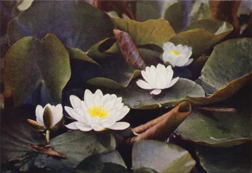 Flores silvestres: Lírio de água branco (foto a cores)