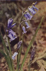 Flores silvestres: Jacinto Selvagem (foto colorida)